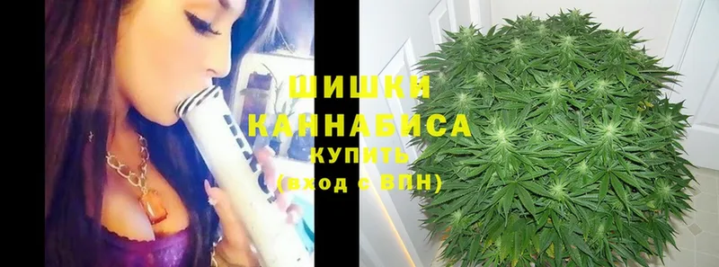 Каннабис OG Kush  Светлоград 